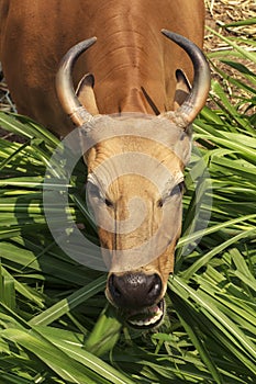 Banteng