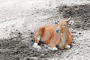 banteng