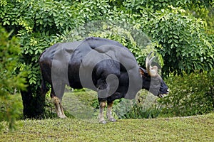 BANTENG bos javanicus