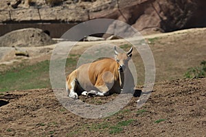 Banteng (Bos javanicus)