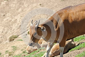 Banteng (Bos javanicus)