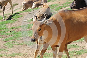 Banteng (Bos javanicus)