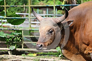 Banteng Bos javanicus, also known as tembadau