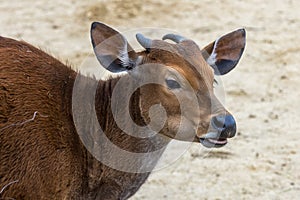 Banteng (Bos javanicus