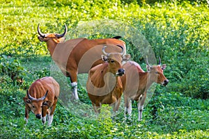 Banteng (Bos javanicus) family