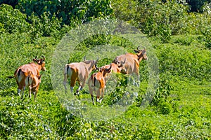 Banteng (Bos javanicus) group photo