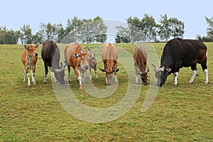 BANTENG bos javanicus, HERD WITH MALES AND FEMALES