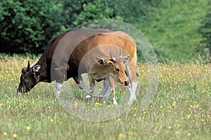 Banteng, bos javanicus, Pair