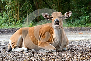 Banteng, Bos javanicus or Red Bull is a type of wild cattle