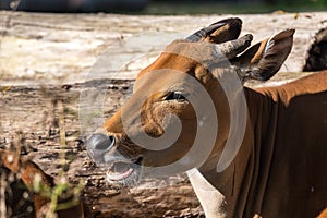 Banteng, Bos javanicus or Red Bull is a type of wild cattle