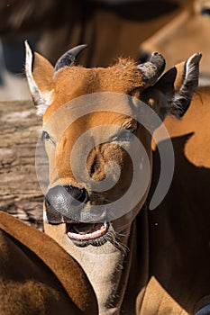 Banteng, Bos javanicus or Red Bull is a type of wild cattle