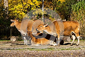 Banteng, Bos javanicus or Red Bull is a type of wild cattle