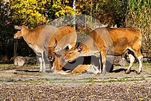 Banteng, Bos javanicus or Red Bull is a type of wild cattle