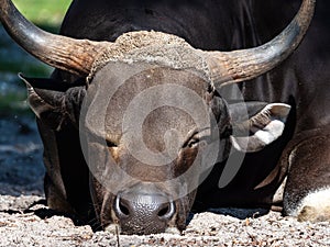 Banteng, Bos javanicus or Red Bull is a type of wild cattle