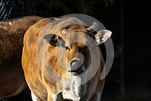 Banteng, Bos javanicus or Red Bull is a type of wild cattle