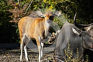 Banteng, Bos javanicus or Red Bull is a type of wild cattle