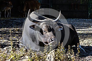 Banteng, Bos javanicus or Red Bull is a type of wild cattle