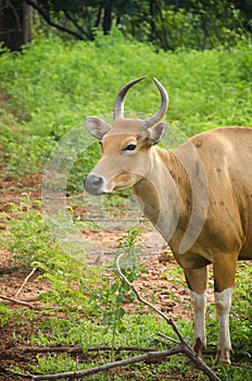 Banteng Bos javanicus or southeast asian bull