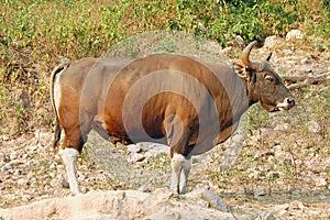 Banteng bull photo