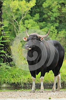 Banteng bull photo