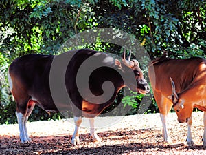 Banteng bull behind cow