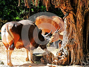 Banteng bull (left) and cow eating