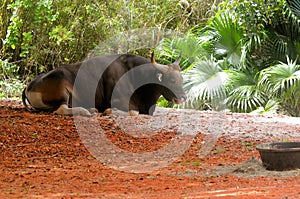 Banteng bull lying in zoo