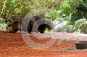 Banteng bull resting in zoo