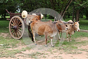 Banteng bulls pulling a cart