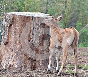 Banteng calf and tree