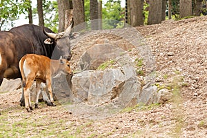 Banteng cow and her calf