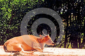 Banteng cow resting in zoo