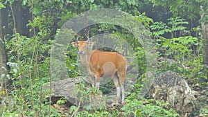 Banteng cow in topical rain forest.
