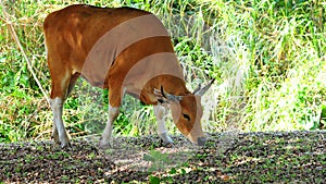 Banteng cow in zoo