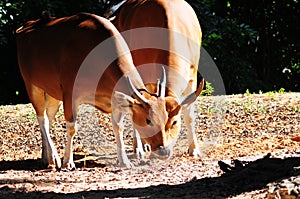 Banteng cows