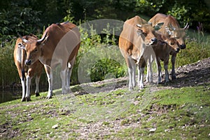 Banteng cows on green hill