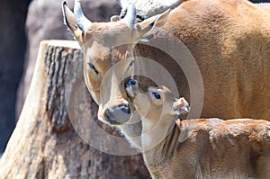 Banteng cuddle