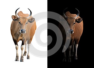 Banteng in the dark and white background