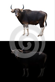 Banteng in the dark and white background