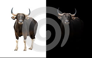 Banteng in the dark and white background