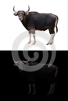 Banteng in the dark and white background photo