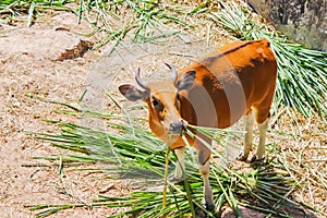 Banteng eating grass are a species of wild cattle have a distinctive character.