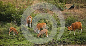 Banteng group in wildlife