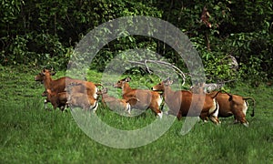 Banteng Large mammal of Thailand