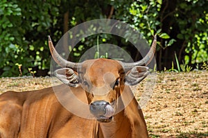 Banteng Lying Down and Looking into Camera and Licking Nose on Sunny Day