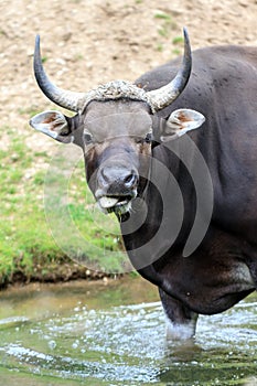 Banteng male