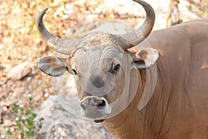 Banteng or Red Bull