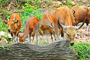 Banteng or red bull