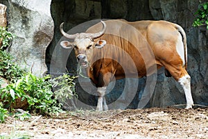 Banteng or Red Bull