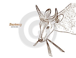 Banteng, red bull hand draw sketch vector.